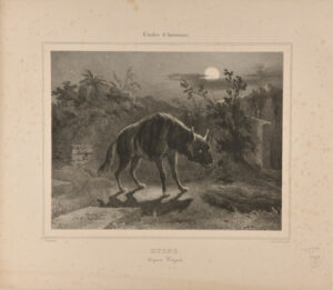 Hyène (Hyena Vulgaris)
