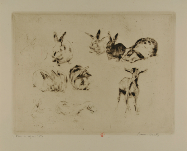STUDY OF RABBITS