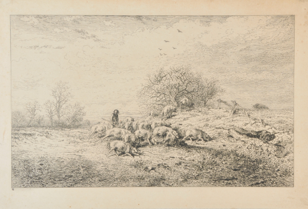 LANDSCAPE: HERD OF PIGS