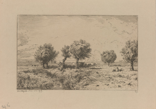 WILLOWS IN A PASTURE