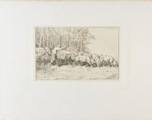 Troupeau de porcs sortant d’un bois