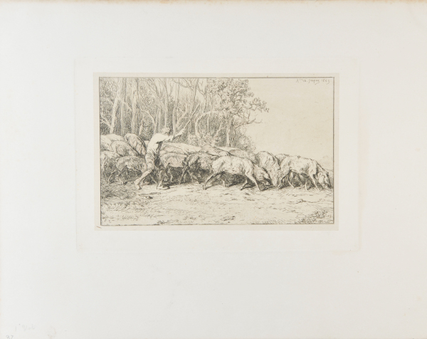 HERD OF PIGS LEAVING THE WOODS