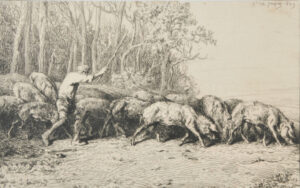 Troupeau de porcs sortant d’un bois