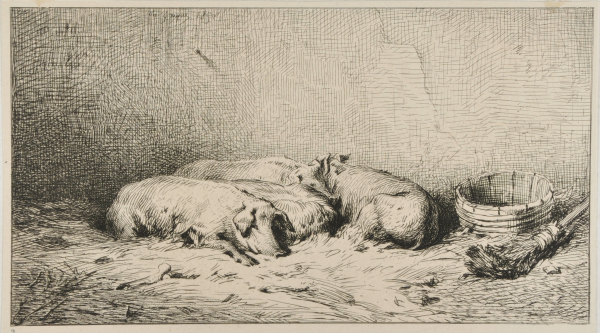 SLEEPING PIGS