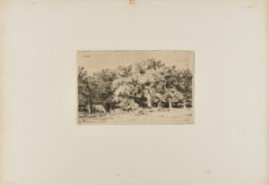 Un Coin de la Forêt de Fontainebleau