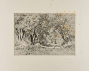 Dessous de bois, Noisy