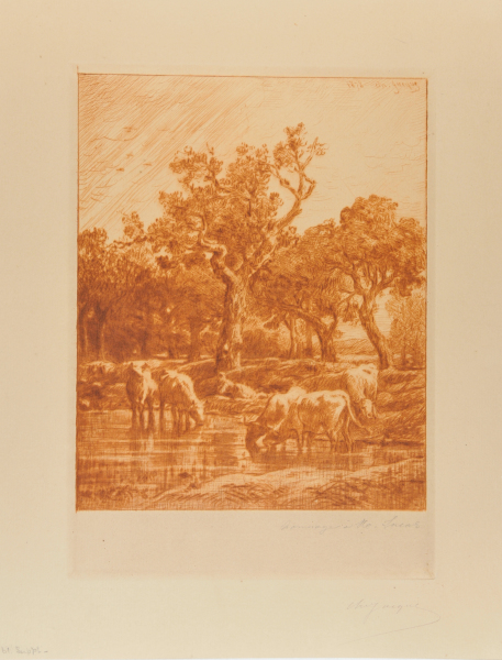 Vaches à l’abreuvoir