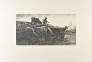 Troupeau de vaches à l’abreuvoir