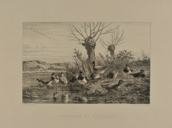 Vanneaux et pluviers