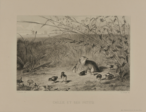 Caille et ses petits