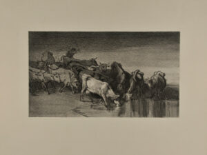 Vaches conduites à l’abreuvoir