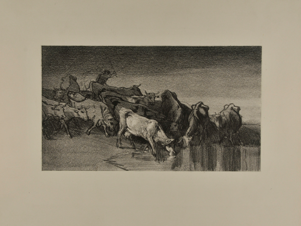 HERDED COWS AT THE WATERING PLACE