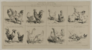 Huit études de poules