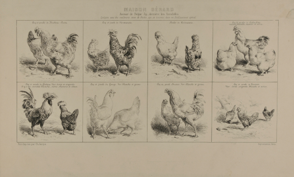 EIGHT STUDIES OF CHICKENS
