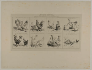 Huit études de poules