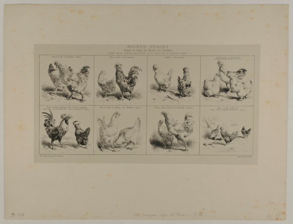 EIGHT STUDIES OF CHICKENS