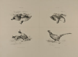 Perdrix de la Californie; Faisan de l’Inde; Colin Houé; Colin Gérard