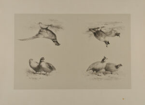 Perdrix de la Californie; Faisan de l’Inde; Colin Houé; Colin Gérard