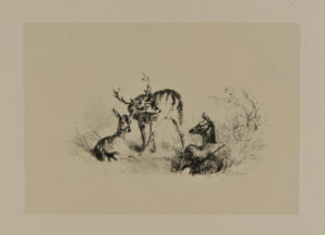 Cerfs et biches