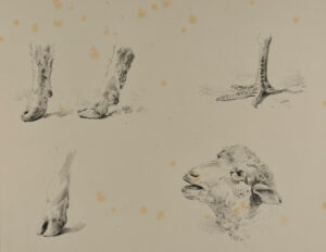 Hooves, claw, and sheep’s head