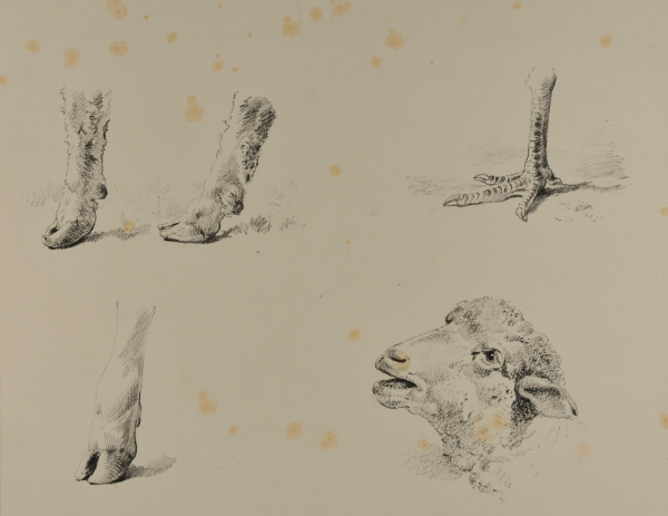 HOOVES, CLAW, AND SHEEP'S HEAD