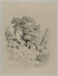 Grove of trees in the woods