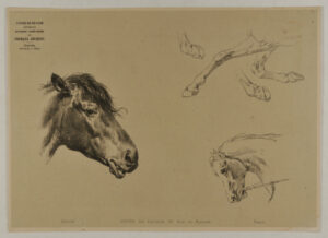 Horse head and hooves