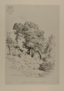 Grove of trees in the woods