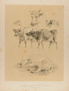 Studies of cows, two goats and a dog