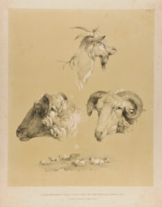 Studies of a ram