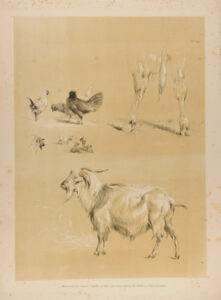 Studies of chickens and goats