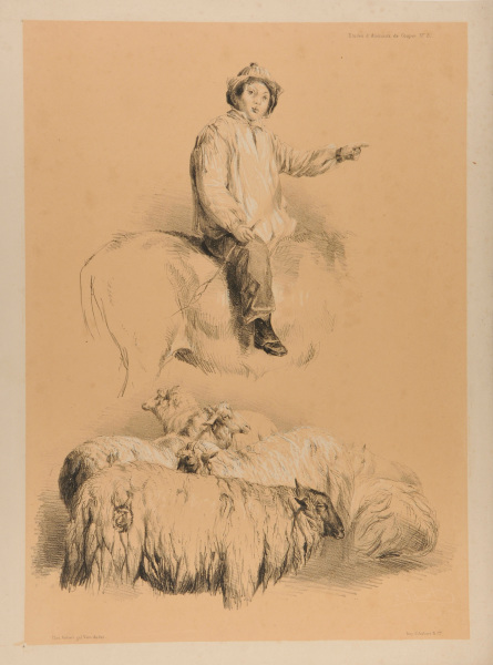 STUDIES OF SHEEP AND SHEPHERD