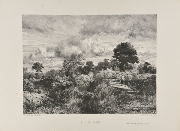 Une Rigole (Forêt de Sénart)