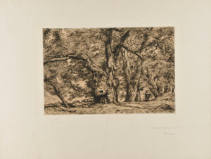 Châtaigneraie à Royat