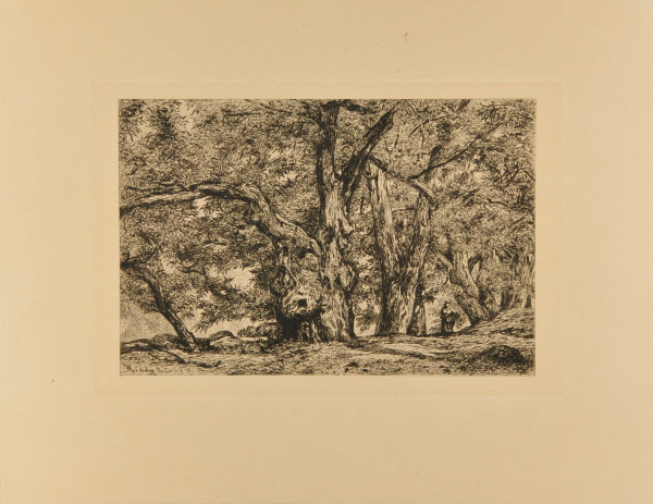 CHESTNUT GROVE IN ROYAT