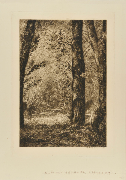 TREE TRUNKS IN CROISSY