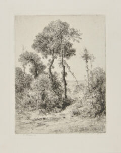 Motif d’Arbres en Hauteur