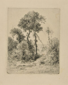 Motif d’Arbres en Hauteur