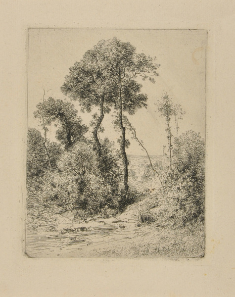 Motif d’Arbres en Hauteur