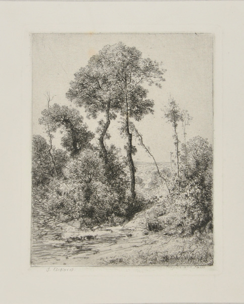 Motif d’Arbres en Hauteur