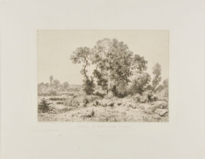 Arbres au bord d’un étang