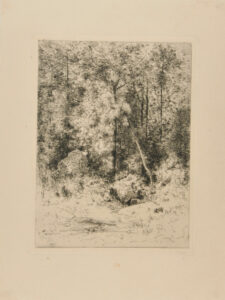 Intérieur de forêt