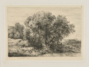 Grande masse d’arbres