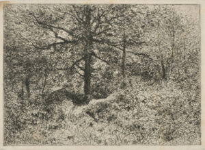 Intérieur de forêt