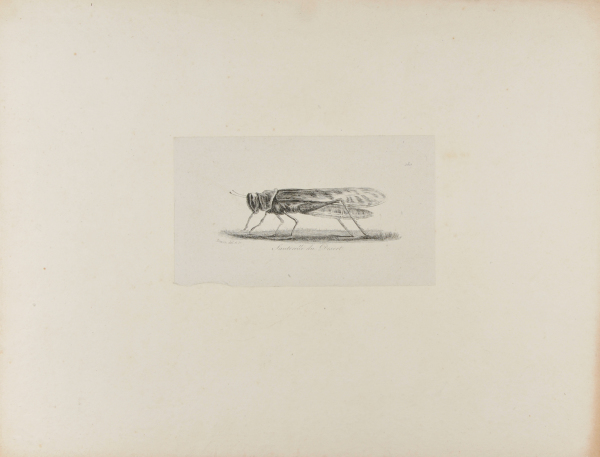 Sauterelle du Desert