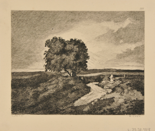 Chênes près d’une route