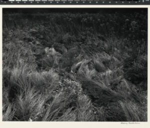 from the portfolio “Harry Callahan, Landscapes 1941-1971”