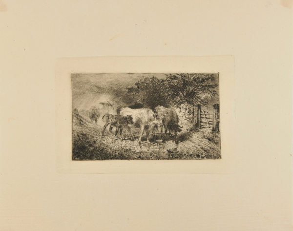 Cattle Returning Home