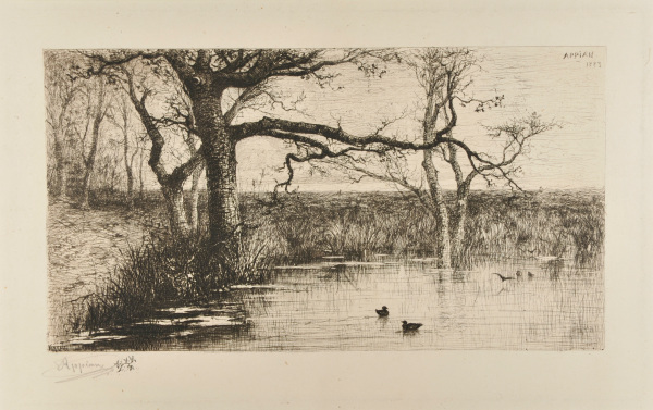 Pond with ducks, at the edge of a forest - Image 2