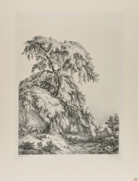 Le Genevrier (The Juniper Tree) - Image 2